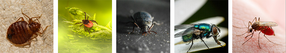 Prevención / viajar seguro - Otros Insectos | ByePic®